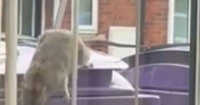 Rats running through Liverpool street as residents tell their 'horror stories'