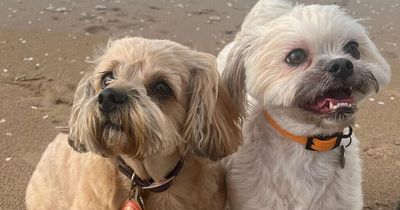 Adorable dog left paralysed after spinal stroke defies odds to walk again