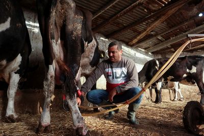 Tunisia's milk shortage leaves farmers poor and the public angry