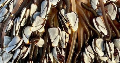 Dog walker finds 'alien-like' creatures worth £1,000s washed up on UK beach