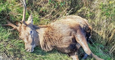 Onlookers stunned as stag has head cut off by passing motorist moments after it was killed in Donegal crash