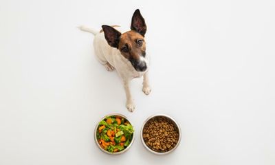 Wet pet food is far worse for climate than dry food, study finds