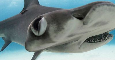 Brave shark attack survivor who lost leg goes back into water to face predator