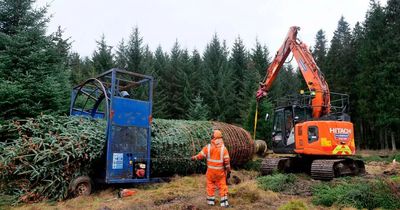 Big Ben Christmas tree felled in Northumberland's Kielder Forest ahead of 330-mile journey