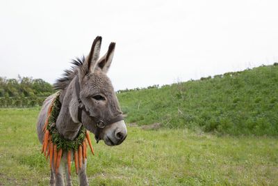 "Eo" is a hypnotic film about a donkey