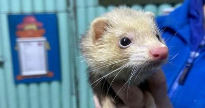 'Psychic' ferret makes England's first World Cup match prediction - and it's not good