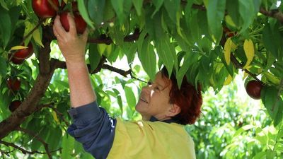 Avocado, stone fruit prices to rise as La Niña ravages crops ahead of Christmas