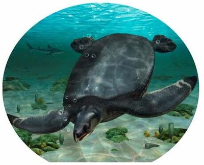 Fossil of ancient 12-foot turtle thought to be one of biggest ever discovered