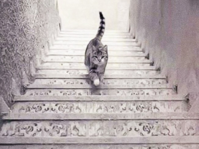 Viral optical illusion: Is the cat going up or down the stairs?