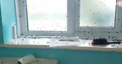 Fly-infested flat gave woman 'nightmares' and left her sleeping in tent away from home