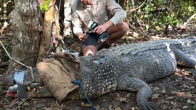 Researchers on a mission to understand the Proserpine River's mysterious crocodiles
