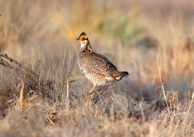 US gives protections to rare Midwest bird as prairie suffers