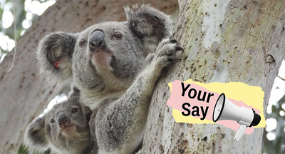 On the tree of life, koalas leave politicians for dead