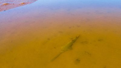 Rare sawfish captured on camera in remote Exmouth Gulf coastal wilderness