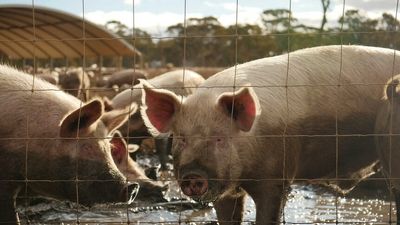 Nipah virus left 100 people and a million pigs dead 20 years ago, and it's on Australia's doorstep