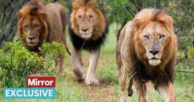 Hundreds of UK trophy hunters bought tickets to win holiday killing wildlife in Africa