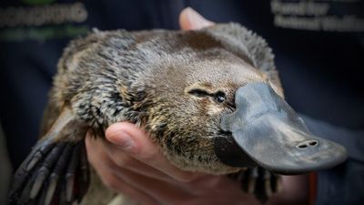 Hobart's rivulet platypus dies days after being found tangled in twine