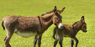 We created the world's first donkey embryo using IVF in a bid to save species from extinction