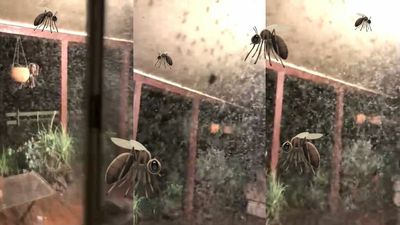 Central West NSW Is Being Plagued By An Explosion Of Mosquitoes The Footage Will Make You Itch