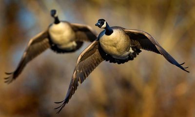 Country diary: Canada geese are on the move with a melancholic honk – but why?