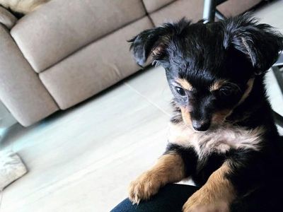 Man charged over alleged puppy attack