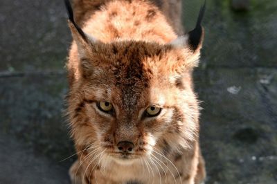 Battle to save ghostly Balkan lynx from extinction