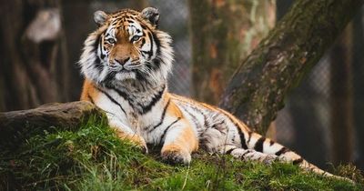Tiger 'instantly' kills his mate during breeding attempt in UK family safari park