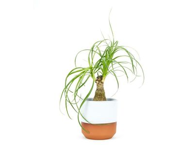 Houseplant of the week: ponytail palm