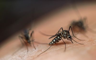 First came the rain, now mosquitoes in plague numbers torment flood-hit areas