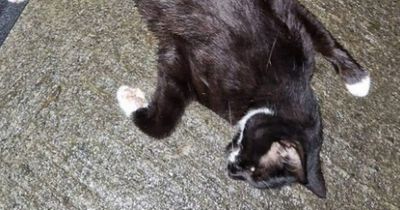 Creepy cat killer mystery in Offaly as vet finds disturbing injuries on body including puncture wound