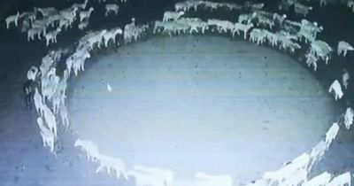 'Sign of the apocalypse' as hundreds of sheep 'walk in a circle for 10 whole days'