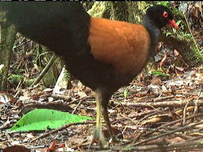 Scientists rediscover lost bird that hadn’t been seen in 140 years