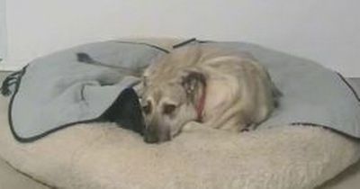 People in tears at heartbroken dog who 'misses her best friend' after tragic death
