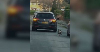 Heartless owner makes French bulldog run behind car for 'exercise'