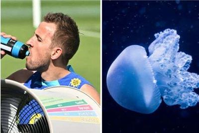 World Cup 2022: It’s England, nil, Qatar’s jellyfish, 1