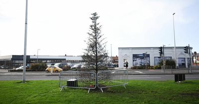 Fed-up residents blast council bosses for putting lights on 'dead' Christmas tree