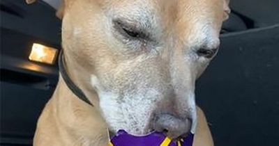 Dying dog given perfect final day by heartbroken family including trip to McDonald's