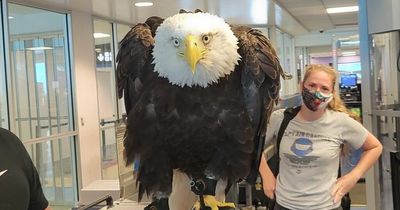 Passengers startled as enormous bald eagle goes through airport security