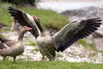 Avian flu strikes in Hyde Park and Kensington Gardens as dozens of birds found dead
