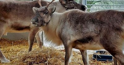 You can now book festive stays in a cosy cottage right on a reindeer retreat