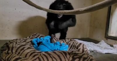 Mum chimpanzee reunites with her newborn at zoo in heartwarming moment