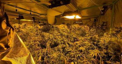 Huge cannabis farm raided in 'posh village'