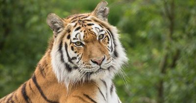 Knowsley Safari defends tiger mixing approach after animal's death