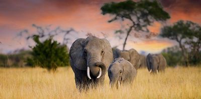 Japan's ivory market is no longer a threat to elephant populations – here's why