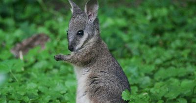 Hillsborough wallaby hunt after sightings highlighted on social media