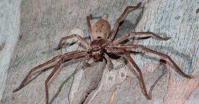 Man finds horrifying huge nest of Huntsman spiders lurking in his shed