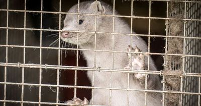 Carnivorous minks on loose in rural town as tens of thousands of mammals escape cages