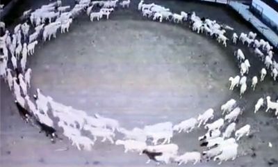 Watch: Flock of sheep walking in a circle for 12 days is a mystery