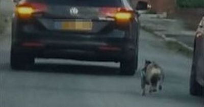 Shocking footage shows cruel owner making dog run behind car for 'exercise'