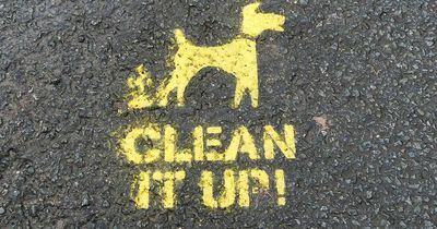 On-the-spot fines for irresponsible dog owners backed by council cabinet